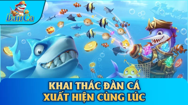 Khai thác đàn cá xuất hiện cùng lúc